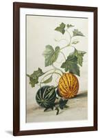 Study of Gourds-Pieter Withoos-Framed Giclee Print