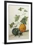 Study of Gourds-Pieter Withoos-Framed Giclee Print