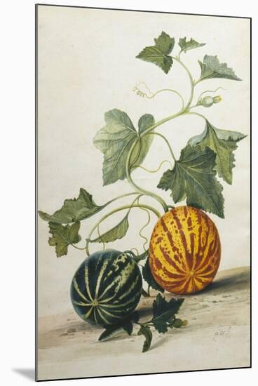 Study of Gourds-Pieter Withoos-Mounted Giclee Print