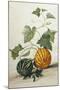 Study of Gourds-Pieter Withoos-Mounted Giclee Print