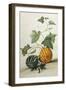 Study of Gourds-Pieter Withoos-Framed Premium Giclee Print