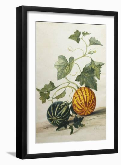 Study of Gourds-Pieter Withoos-Framed Premium Giclee Print