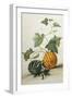 Study of Gourds-Pieter Withoos-Framed Premium Giclee Print