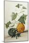 Study of Gourds-Pieter Withoos-Mounted Premium Giclee Print