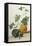 Study of Gourds-Pieter Withoos-Framed Stretched Canvas