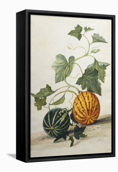 Study of Gourds-Pieter Withoos-Framed Stretched Canvas