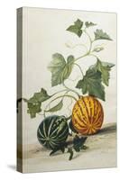 Study of Gourds-Pieter Withoos-Stretched Canvas