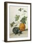 Study of Gourds-Pieter Withoos-Framed Giclee Print