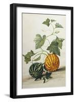 Study of Gourds-Pieter Withoos-Framed Giclee Print