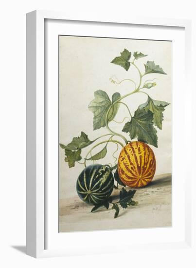 Study of Gourds-Pieter Withoos-Framed Giclee Print