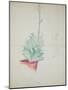 Study of Haworthia Attenuata, C.1948 (Pencil & Coloured Crayon on Paper)-John Northcote Nash-Mounted Giclee Print