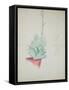 Study of Haworthia Attenuata, C.1948 (Pencil & Coloured Crayon on Paper)-John Northcote Nash-Framed Stretched Canvas