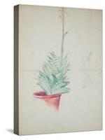 Study of Haworthia Attenuata, C.1948 (Pencil & Coloured Crayon on Paper)-John Northcote Nash-Stretched Canvas