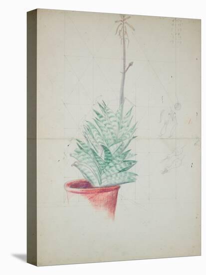 Study of Haworthia Attenuata, C.1948 (Pencil & Coloured Crayon on Paper)-John Northcote Nash-Stretched Canvas