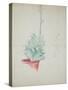 Study of Haworthia Attenuata, C.1948 (Pencil & Coloured Crayon on Paper)-John Northcote Nash-Stretched Canvas