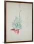 Study of Haworthia Attenuata, C.1948 (Pencil & Coloured Crayon on Paper)-John Northcote Nash-Framed Giclee Print