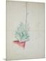 Study of Haworthia Attenuata, C.1948 (Pencil & Coloured Crayon on Paper)-John Northcote Nash-Mounted Giclee Print