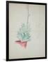 Study of Haworthia Attenuata, C.1948 (Pencil & Coloured Crayon on Paper)-John Northcote Nash-Framed Giclee Print