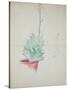 Study of Haworthia Attenuata, C.1948 (Pencil & Coloured Crayon on Paper)-John Northcote Nash-Stretched Canvas