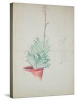 Study of Haworthia Attenuata, C.1948 (Pencil & Coloured Crayon on Paper)-John Northcote Nash-Stretched Canvas