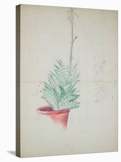 Study of Haworthia Attenuata, C.1948 (Pencil & Coloured Crayon on Paper)-John Northcote Nash-Stretched Canvas