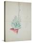 Study of Haworthia Attenuata, C.1948 (Pencil & Coloured Crayon on Paper)-John Northcote Nash-Stretched Canvas