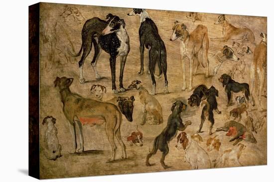 Study of Hounds, 1616-Jan Brueghel the Elder-Stretched Canvas
