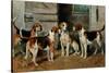 Study of Hounds-John Emms-Stretched Canvas