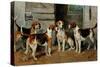 Study of Hounds-John Emms-Stretched Canvas