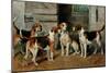 Study of Hounds-John Emms-Mounted Giclee Print