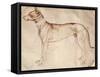 Study of Hunt Dog-Antonio Pisano-Framed Stretched Canvas