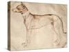 Study of Hunt Dog-Antonio Pisano-Stretched Canvas