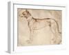 Study of Hunt Dog-Antonio Pisano-Framed Giclee Print