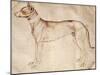 Study of Hunt Dog-Antonio Pisano-Mounted Giclee Print