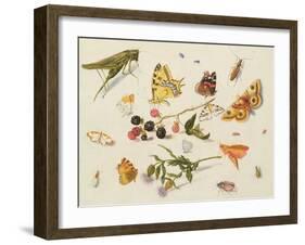 Study of Insects, Flowers and Fruits-Ferdinand van Kessel-Framed Giclee Print