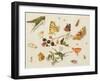 Study of Insects, Flowers and Fruits-Ferdinand van Kessel-Framed Giclee Print