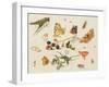 Study of Insects, Flowers and Fruits-Ferdinand van Kessel-Framed Giclee Print