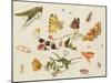 Study of Insects, Flowers and Fruits-Ferdinand van Kessel-Mounted Giclee Print