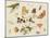 Study of Insects, Flowers and Fruits-Ferdinand van Kessel-Mounted Giclee Print