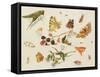 Study of Insects, Flowers and Fruits-Ferdinand van Kessel-Framed Stretched Canvas