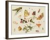 Study of Insects, Flowers and Fruits-Ferdinand van Kessel-Framed Giclee Print