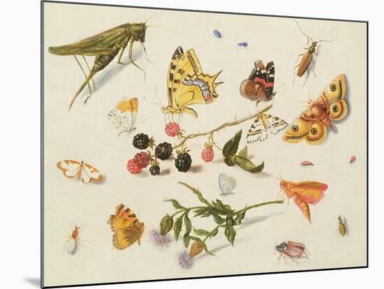 Study of Insects, Flowers and Fruits-Ferdinand van Kessel-Mounted Giclee Print