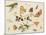 Study of Insects, Flowers and Fruits-Ferdinand van Kessel-Mounted Giclee Print