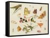 Study of Insects, Flowers and Fruits-Ferdinand van Kessel-Framed Stretched Canvas