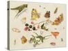 Study of Insects, Flowers and Fruits-Ferdinand van Kessel-Stretched Canvas