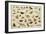 Study of Insects-Jan Van, The Elder Kessel-Framed Giclee Print