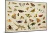 Study of Insects-Jan Van, The Elder Kessel-Mounted Giclee Print