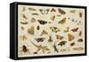 Study of Insects-Jan Van, The Elder Kessel-Framed Stretched Canvas