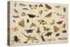 Study of Insects-Jan Van, The Elder Kessel-Stretched Canvas