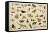 Study of Insects-Jan Van, The Elder Kessel-Framed Stretched Canvas